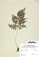 藏品(高山金粉蕨)的圖片